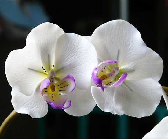 Hoa lan hồ điệp trắng