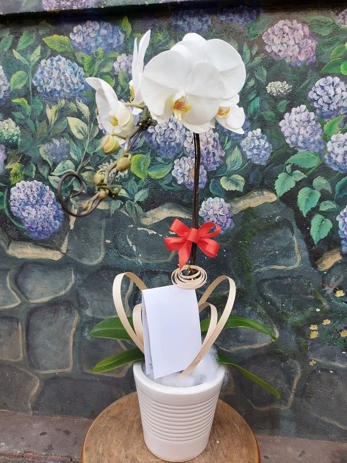 hoa lan hồ điệp trắng