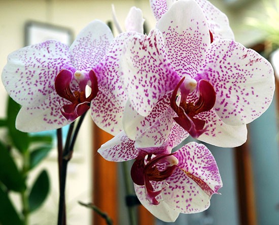 Hoa lan hồ điệp trắng