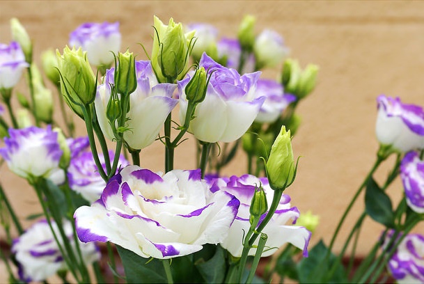 Hoa lan tường tím