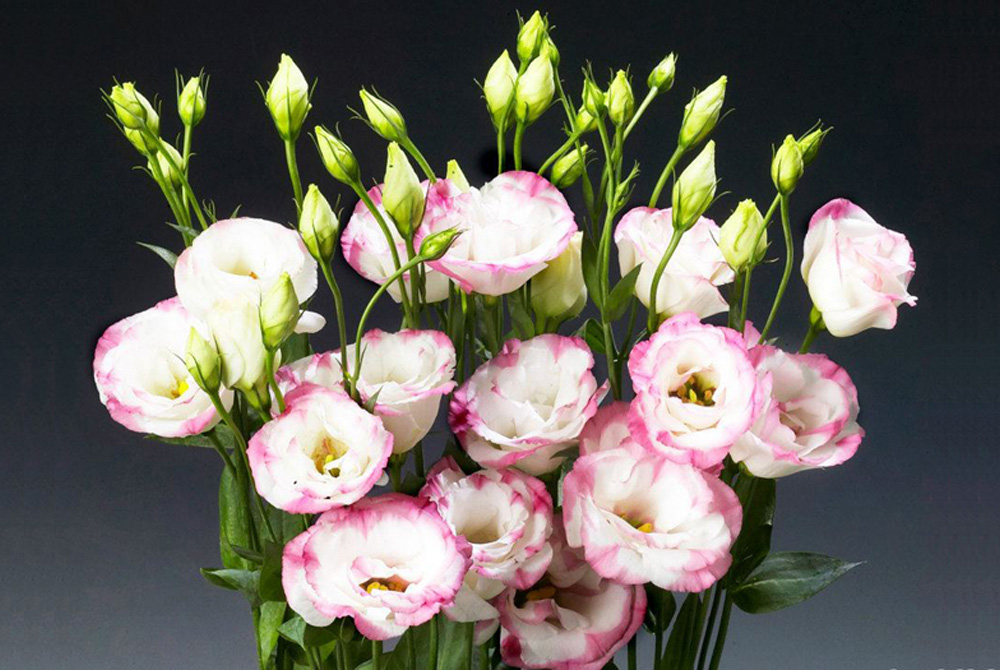 Hoa cát tường đỏ