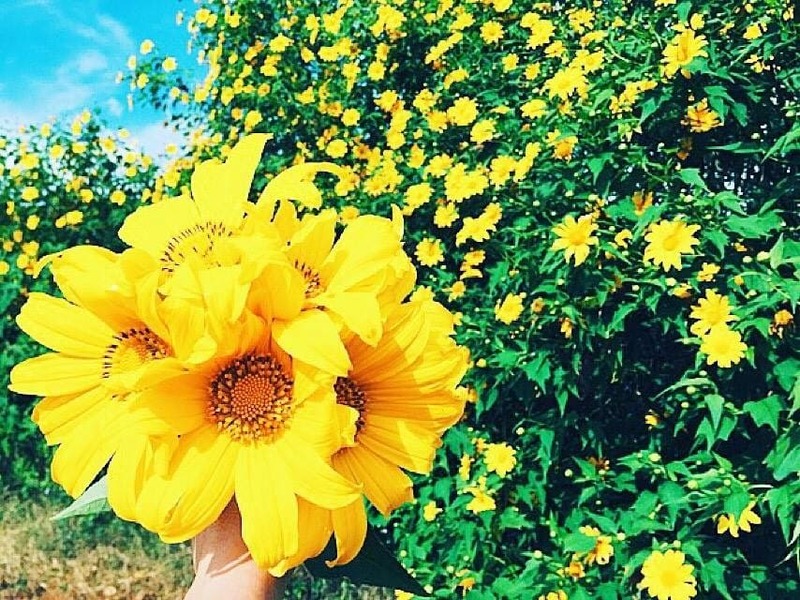 lẵng hoa chúc mừng 22/12