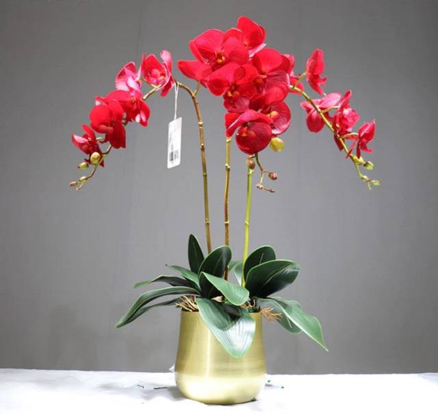 33+ chậu và bó hoa lan đẹp tặng sinh nhật ý nghĩa nhất