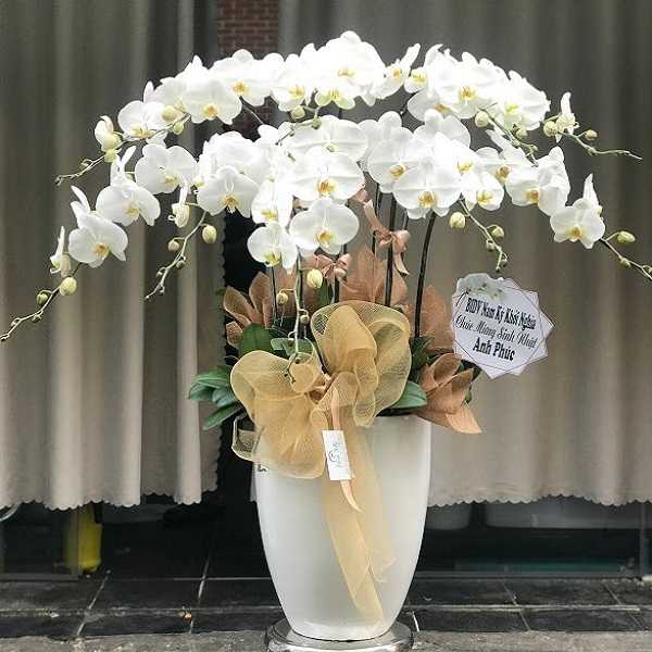 33+ chậu và bó hoa lan đẹp tặng sinh nhật ý nghĩa nhất