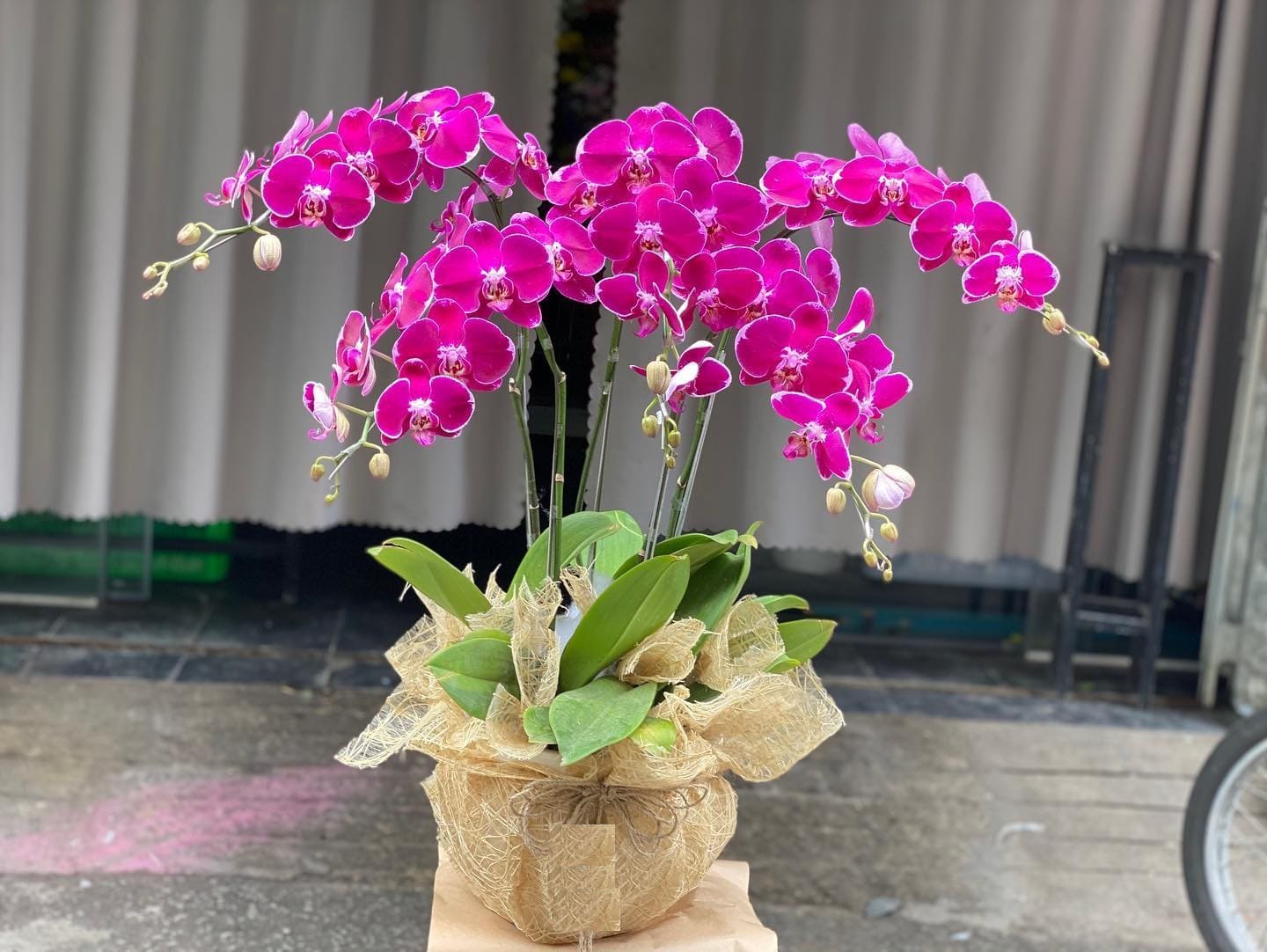 33+ chậu và bó hoa lan đẹp tặng sinh nhật ý nghĩa nhất