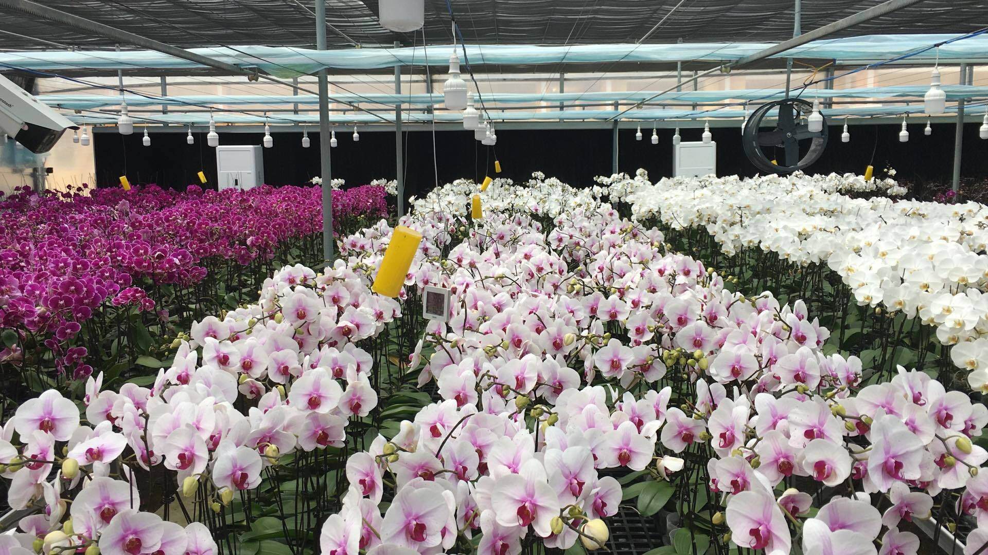 Chất lượng cây hoa thuộc loại 1 được nhập trực tiếp từ các nhà vườn uy tín tại Đà Lạt