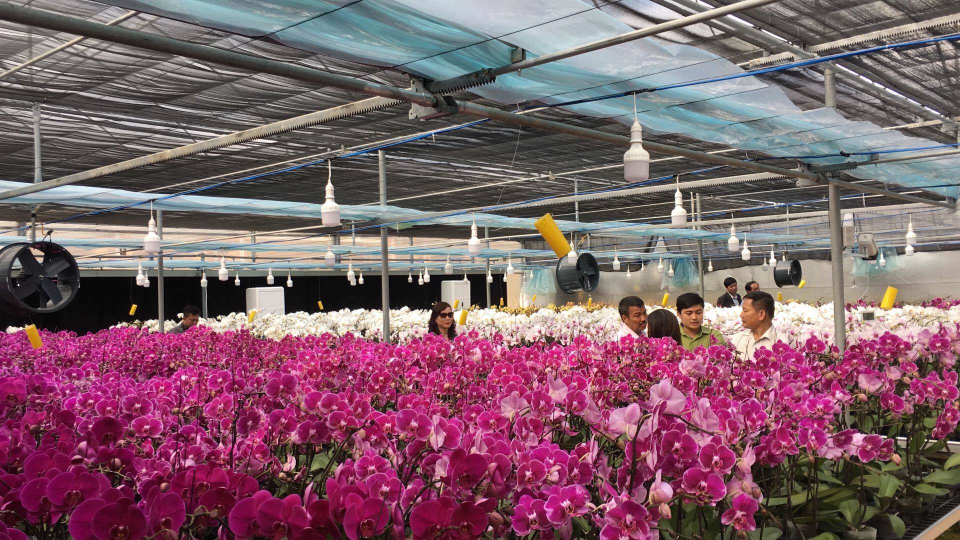 Shop hoa lan hồ điệp giá rẻ Cần Thơ