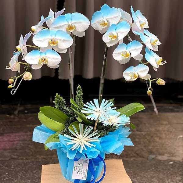 Hoa lan xanh mang nhiều ý nghĩa phong thủy