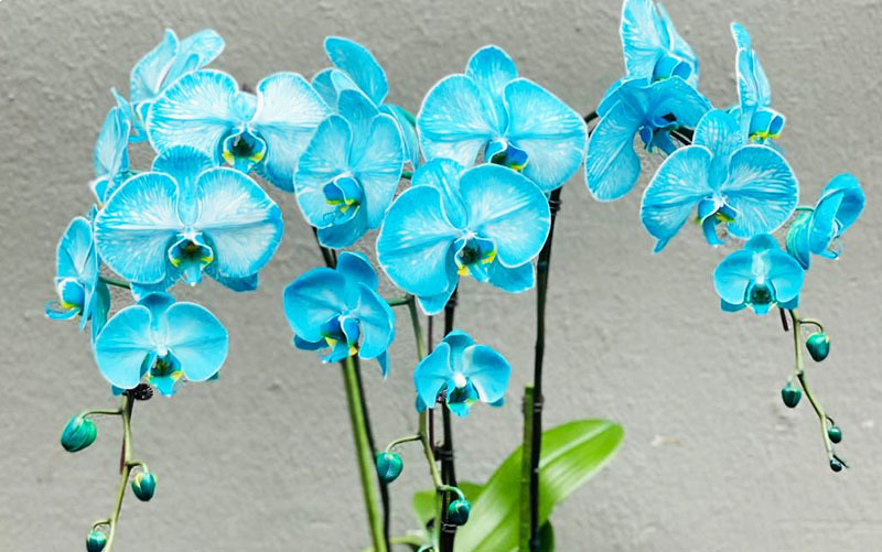 Bí mật về hoa lan xanh