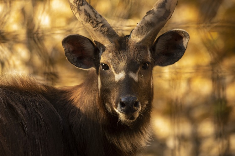Portrait d'un cerf 