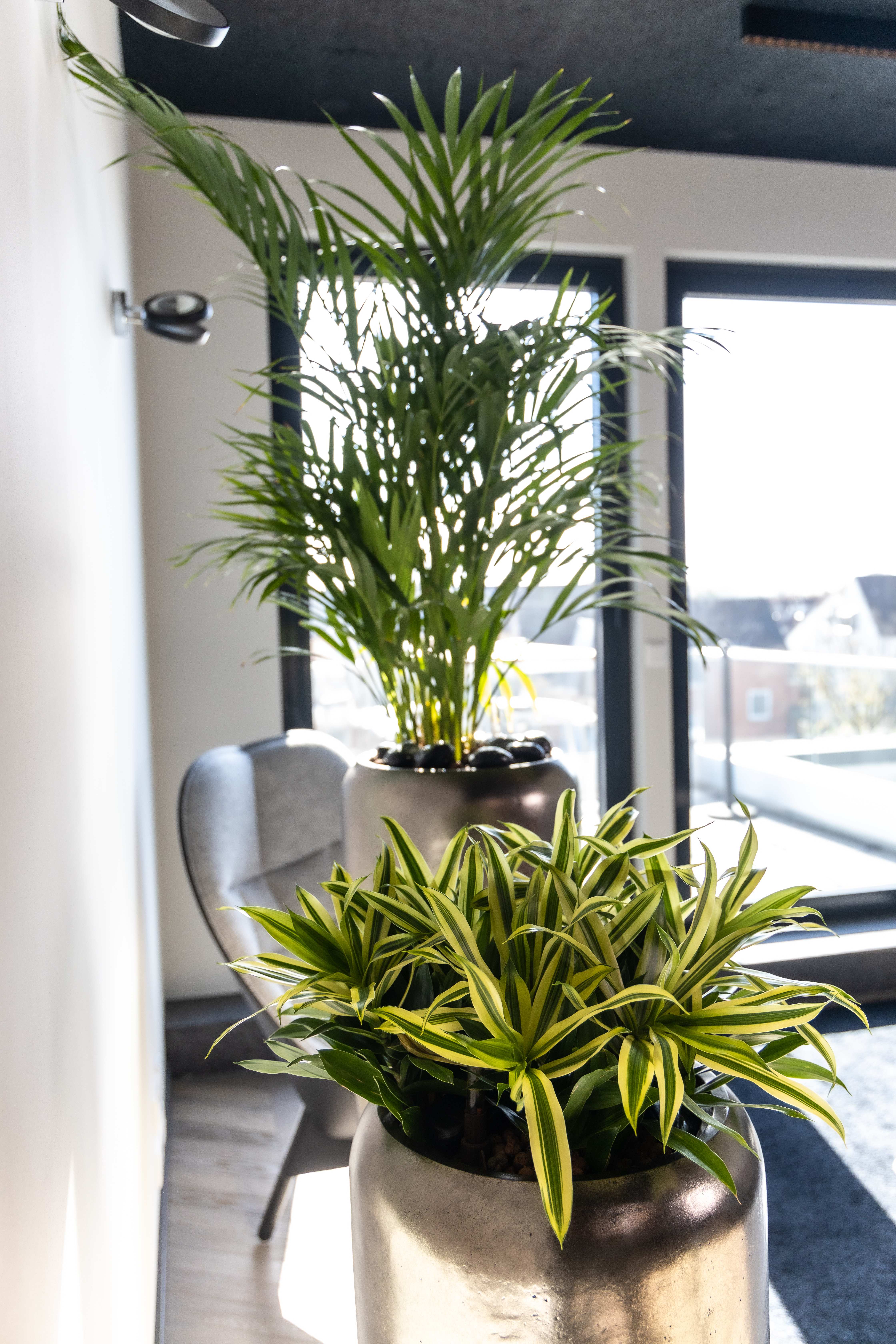 Büro mit Pflanzen und Tageslicht