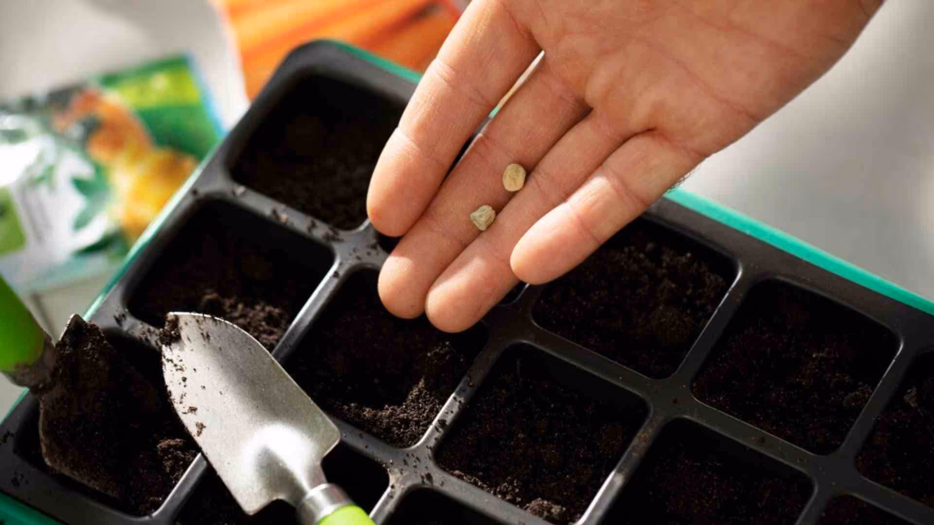 GST Rates and 1209 HSN Code for Seeds, Fruits, and Spores for Sowing