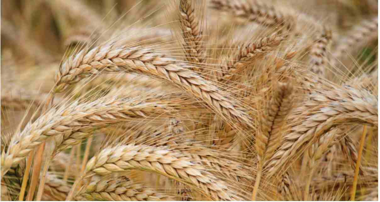 Barley GST Rates and HSN Code 1003