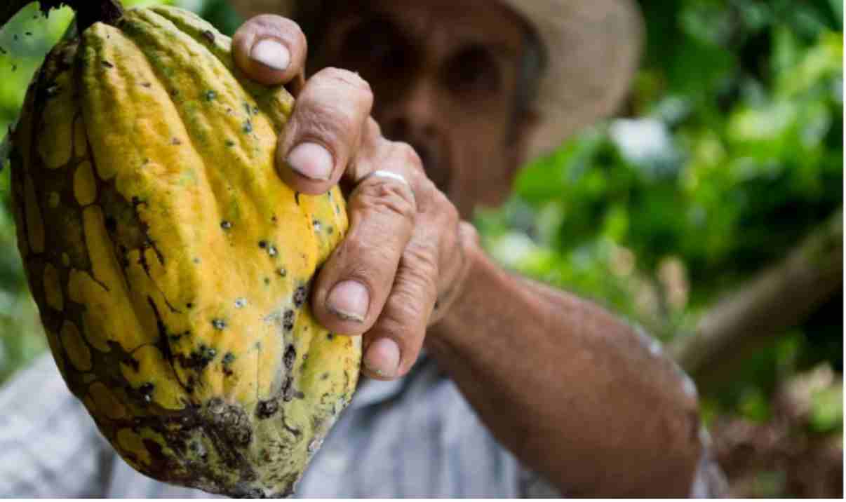 Cocoa Butter GST Rate & HSN Code 1804 Overview