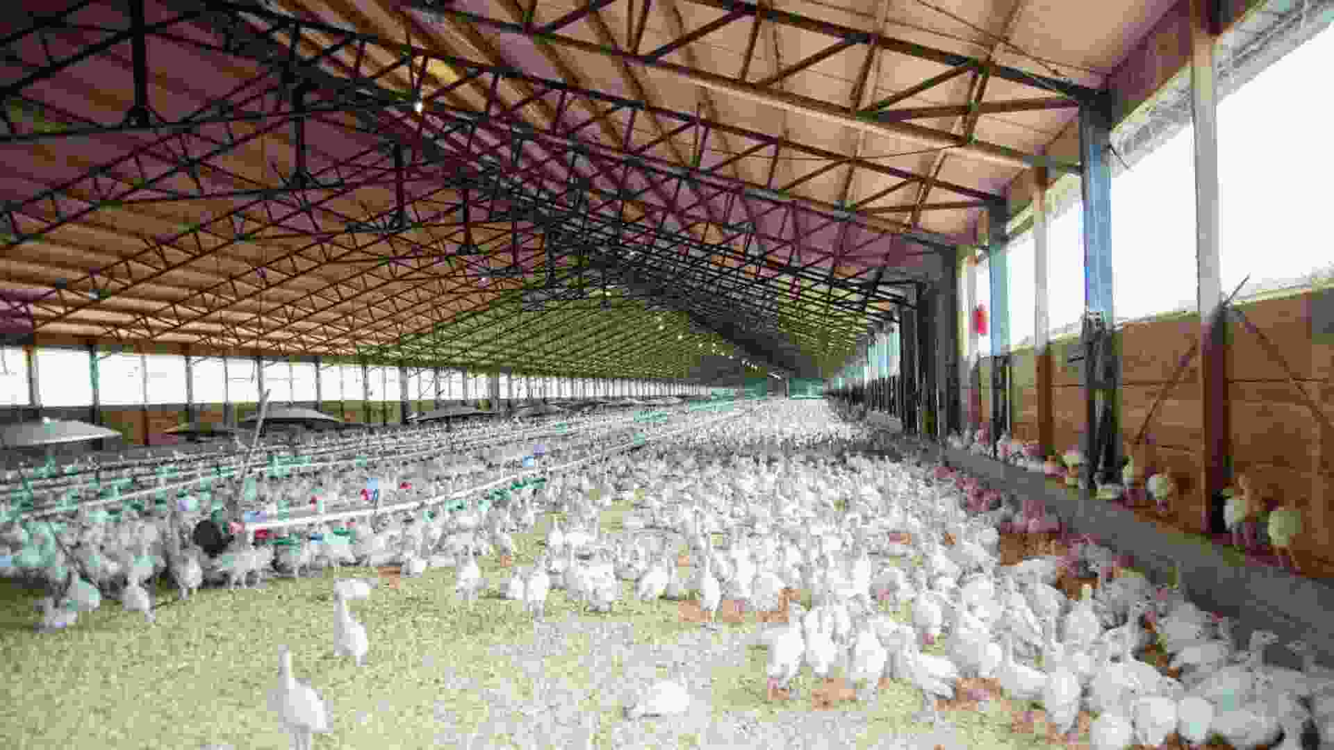 Poultry Farm Government Schemes: Subsidies and Loan Benefits