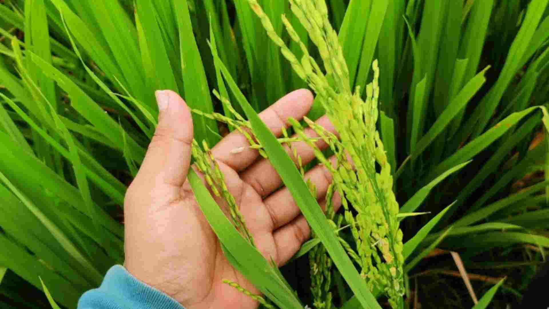 RKVY Scheme: Boosting Agricultural Development