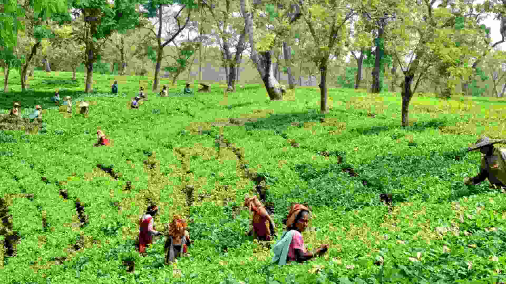 Union Budget 2026–27: A Transformative Leap for Indian Agriculture