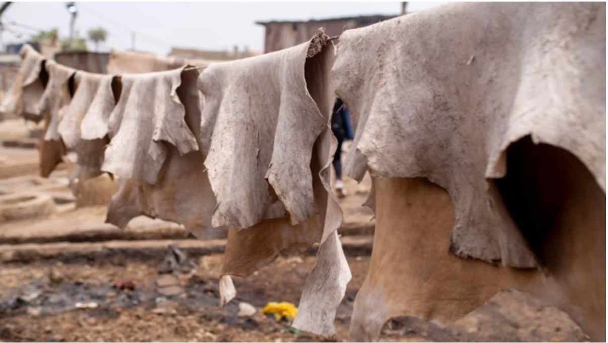 GST Rates for Other Raw Hides and Skins (HSN 4103)