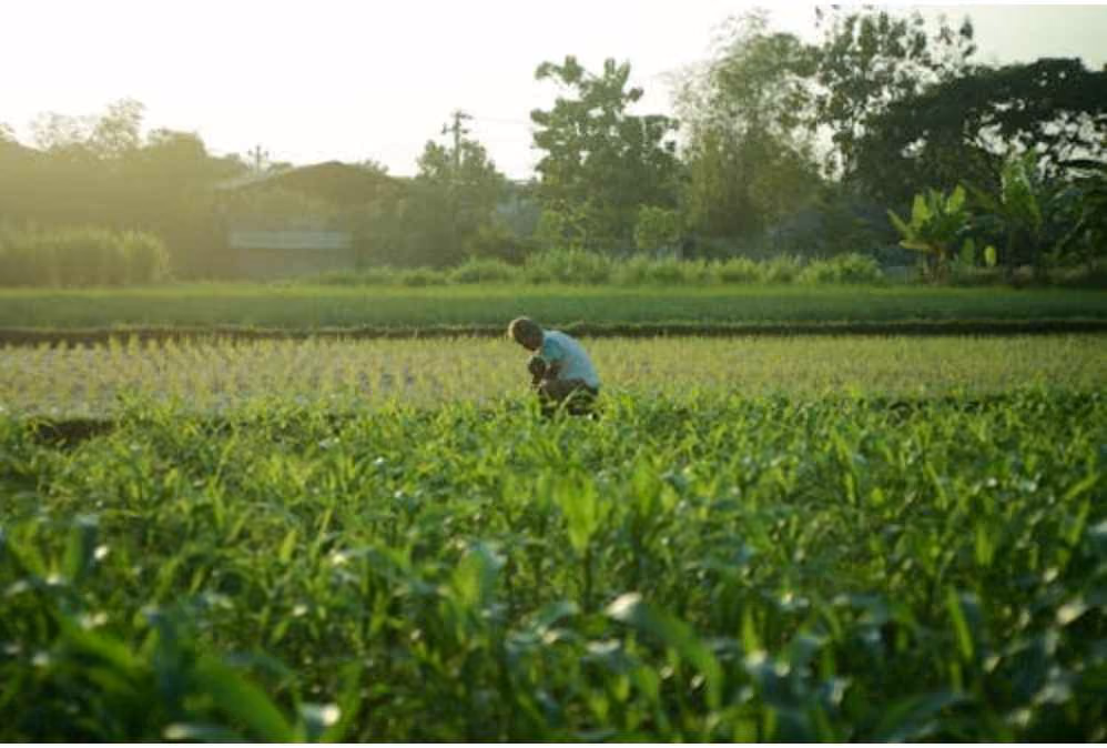 Best Farming Business Ideas in India for High Profits