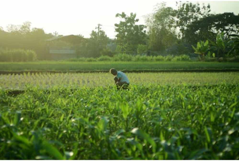 Best Farming Business Ideas in India for High Profits