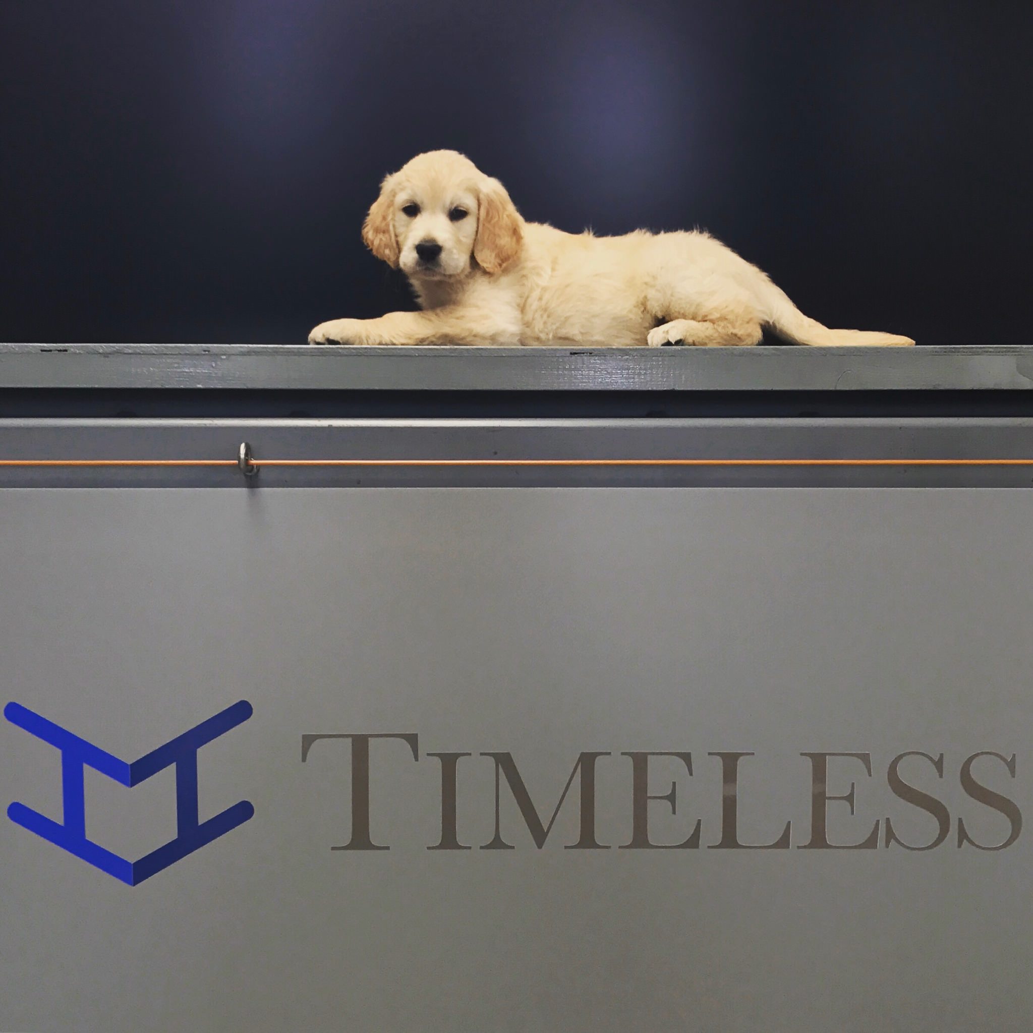 Meet Lola: Our new company morale officer!