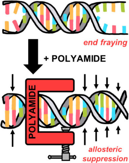 117. Long-Range Allosteric Modulation of DNA Duplex Dynamics Induced by Pyrrole-Imidazole Polyamide Binding