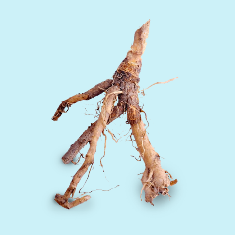 Chicory Root Hangover