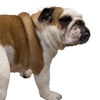 Duba