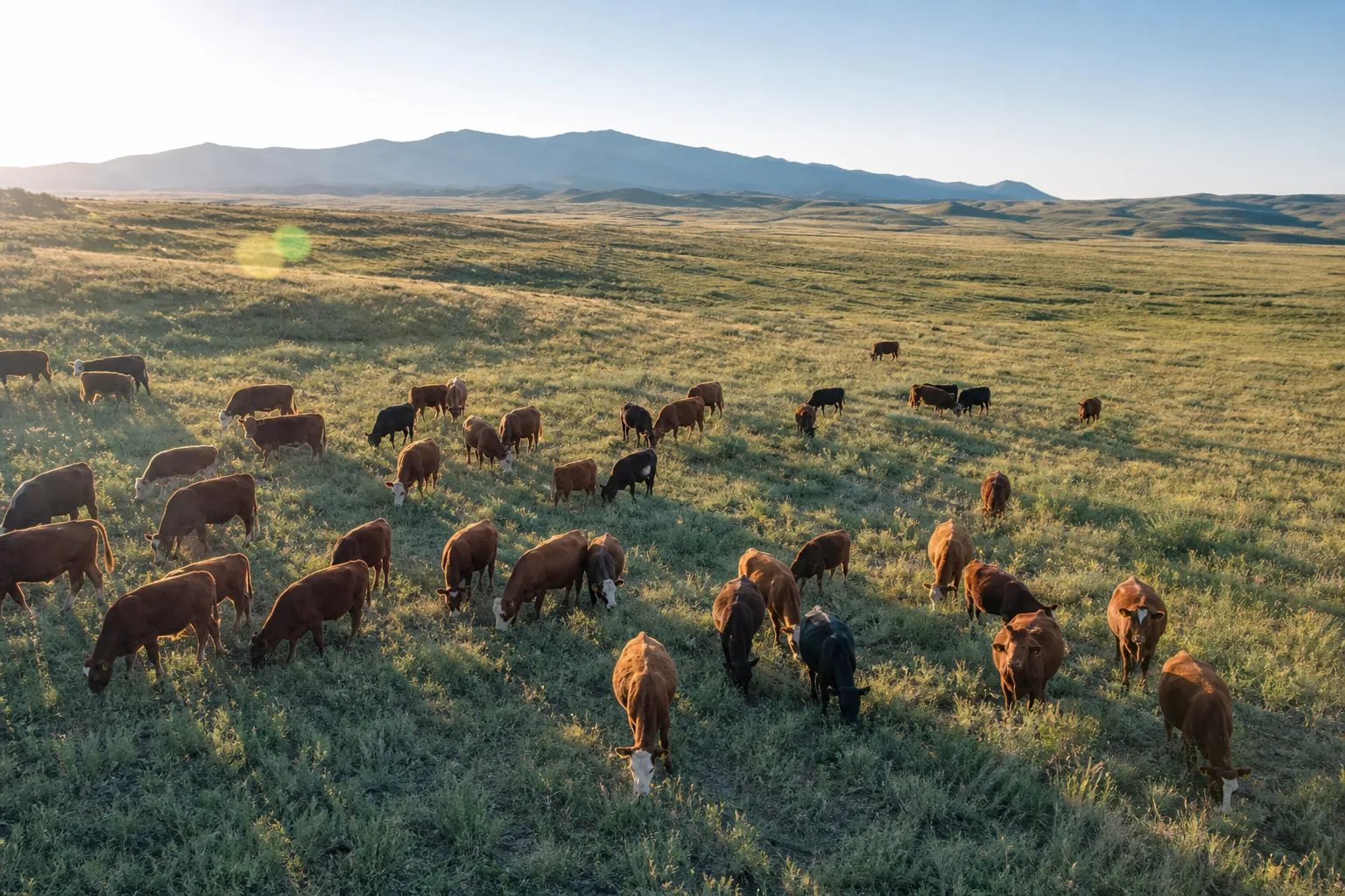 Livestock Monitoring Drones: How Insurance Coverage Works