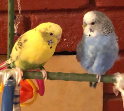 budgies