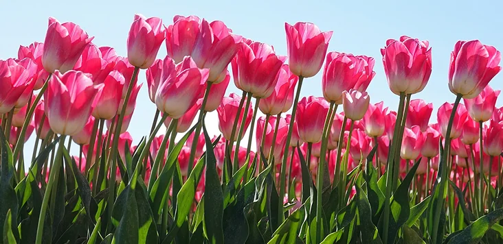 Dividenden-Hochsaison