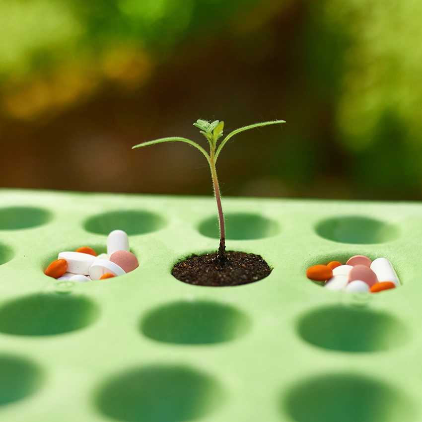 Ecoblister mit einem eingepflanzten Sprössling, die Einkerbungen rechts uns links daneben sind mit Tabletten gefüllt - Beitragsbild von Lexware Tell Your Story