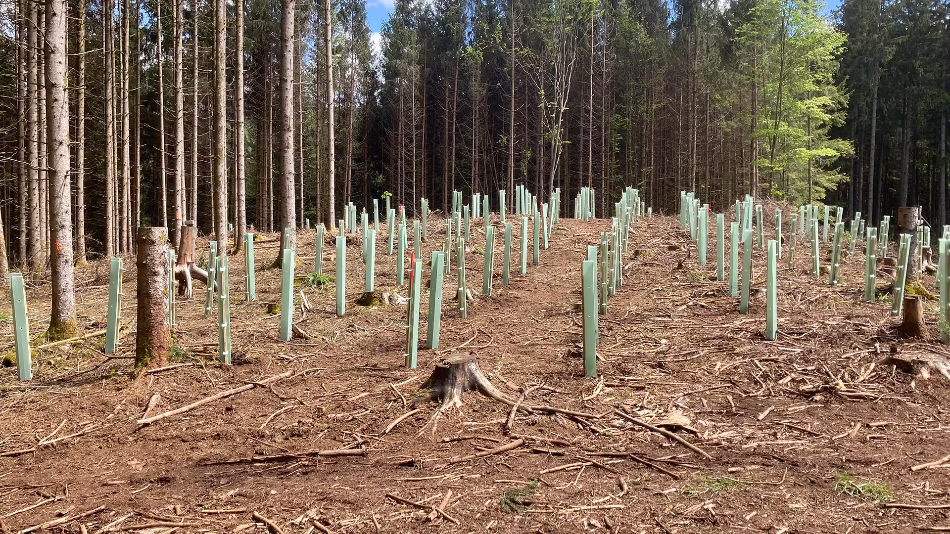 Aufforsterungprojekt von myreforest