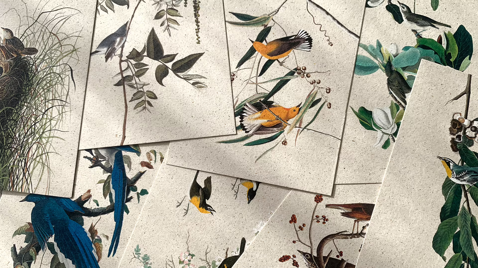 Aufgefächerte Buchdeckel aus Naturpapier mit historischen Vogelillustrationen.