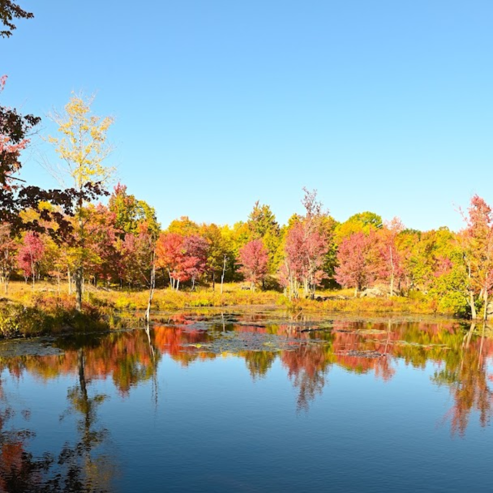 Golds and reds through the Escarpment forest in late October