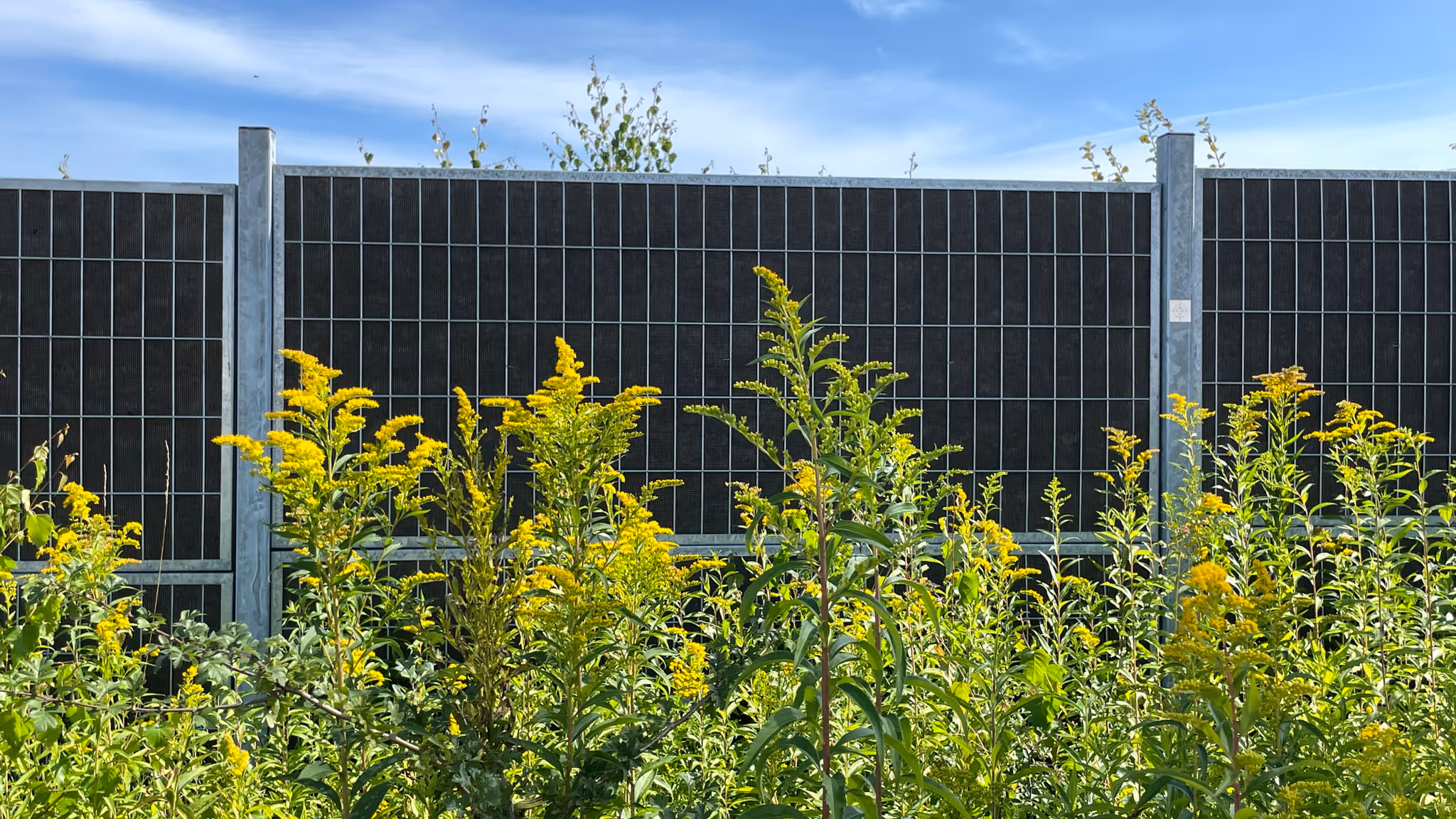 Yellow wildflowers growing in front of a metal fence under a blue sky.