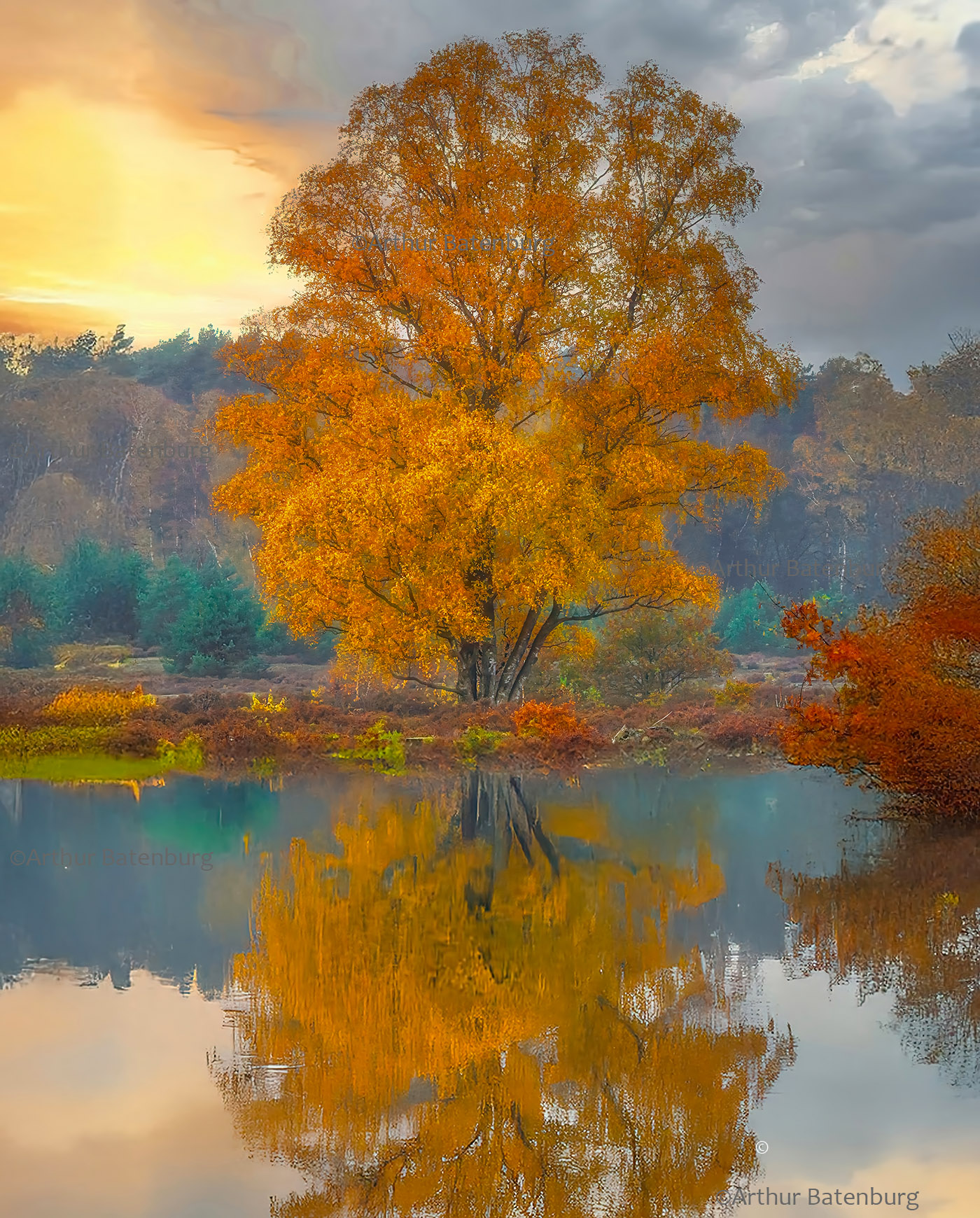 colors of fall, tree in autumn colours, herfst