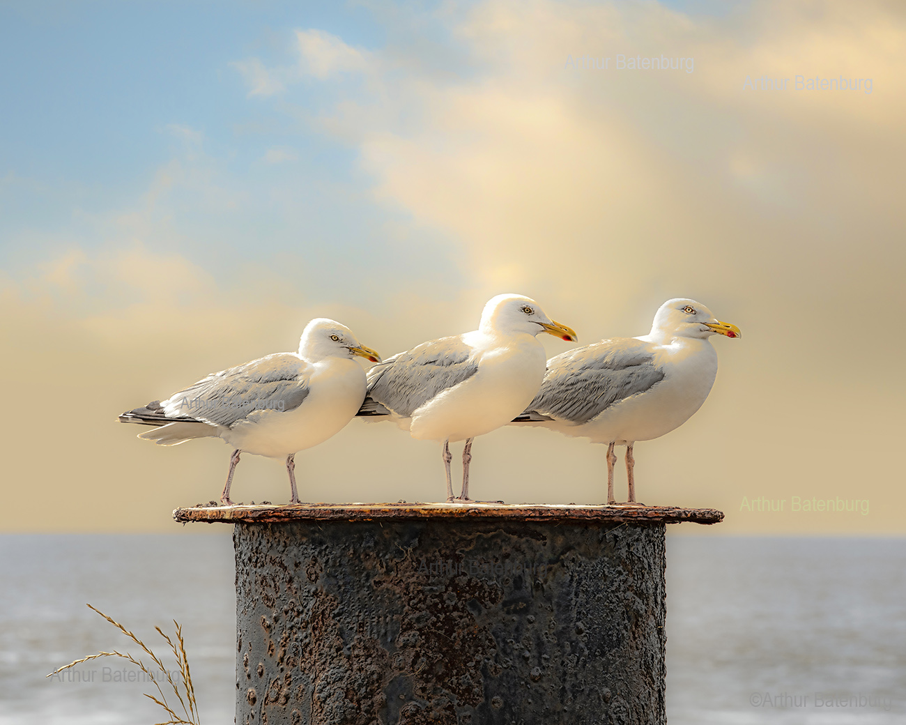 trio larus, Seagulls, meeuwen