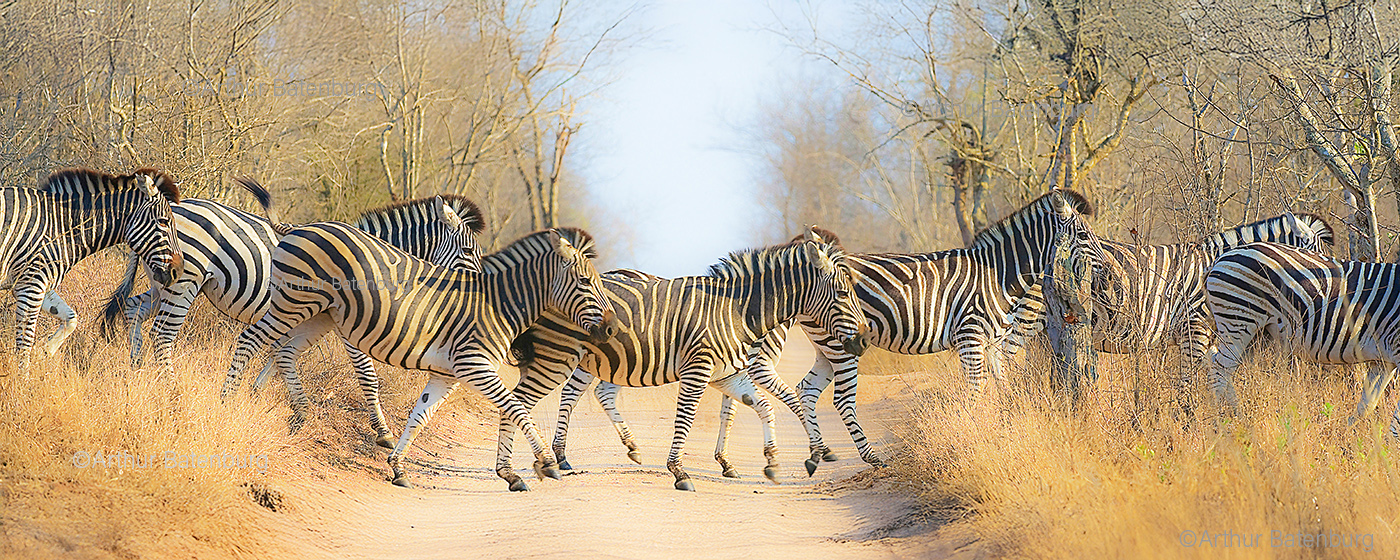 Zebra crossing, zebra's.