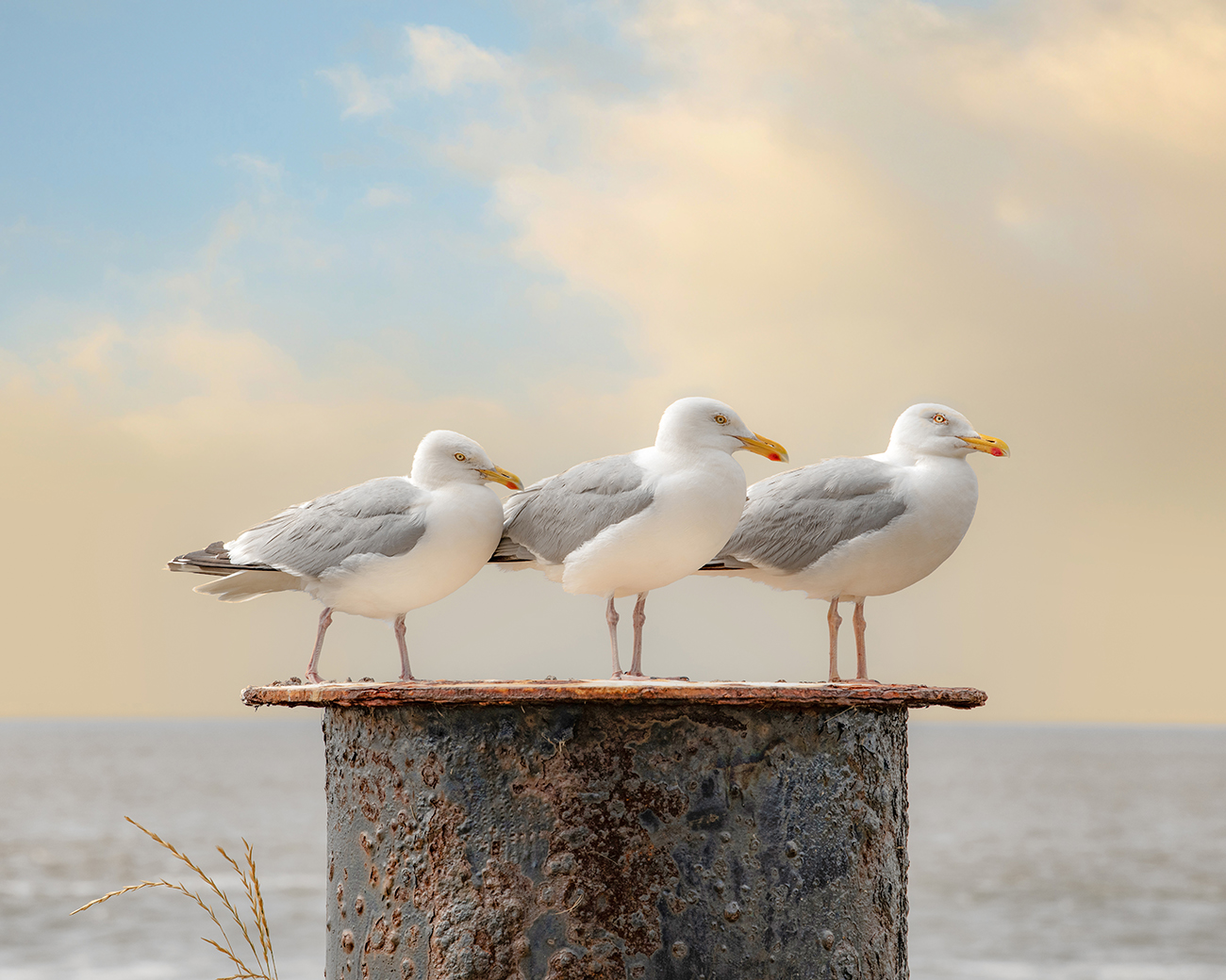 trio larus, Seagulls, meeuwen