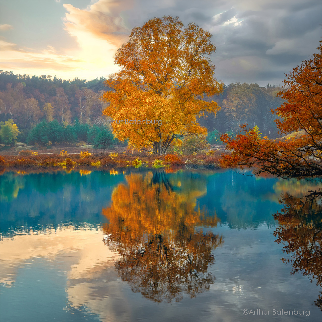 colors of fall, tree in autumn colours, herfst