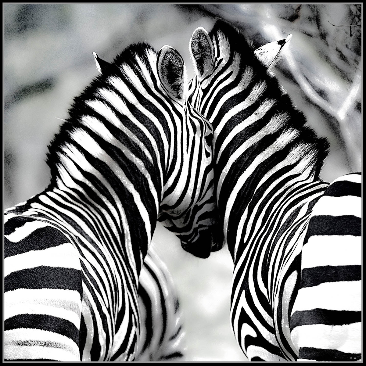 Zebra Love