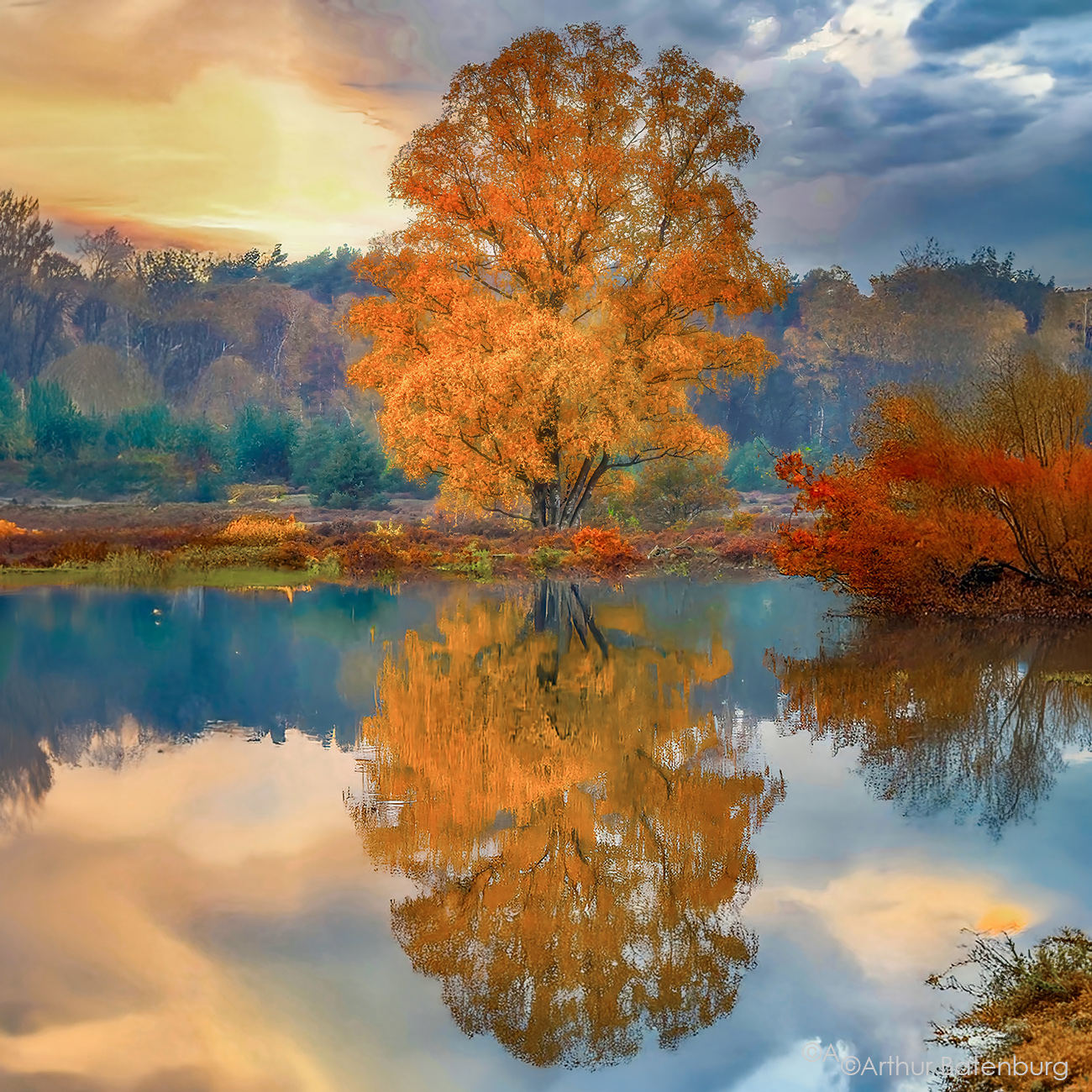 colors of fall, tree in autumn colours, herfst