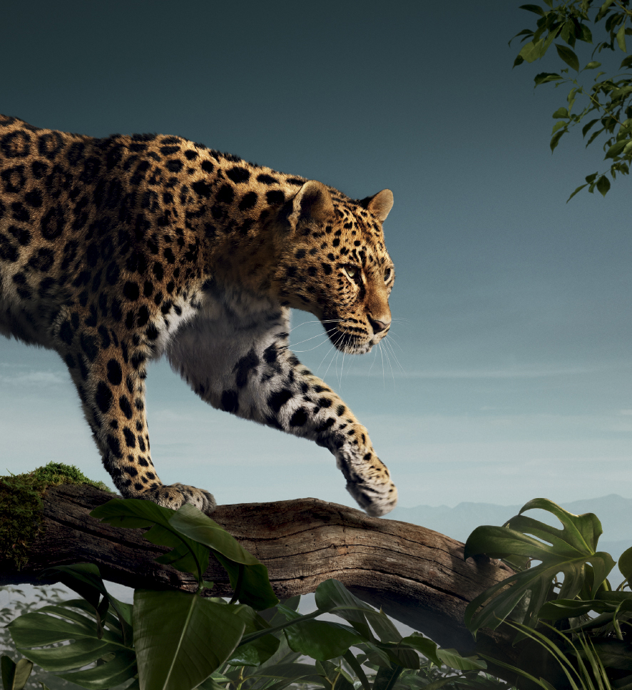 CARTIER • NEW TERRITORIES • PANTHERE FIGURATIVE