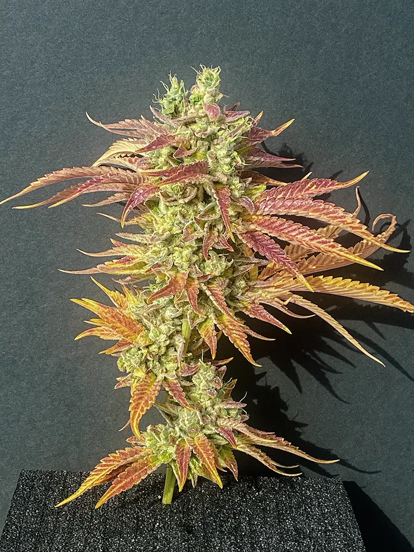 Photo of Heavy Duty Fruity by T.H. Seeds, post-harvest