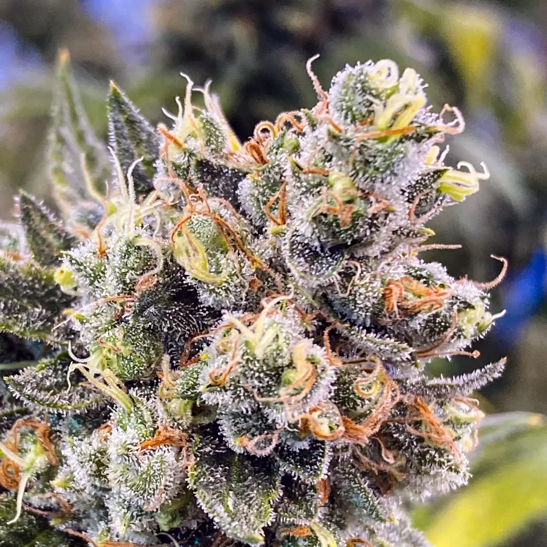 Photo of Burmese Kush by T.H. Seeds in an outdoor setting