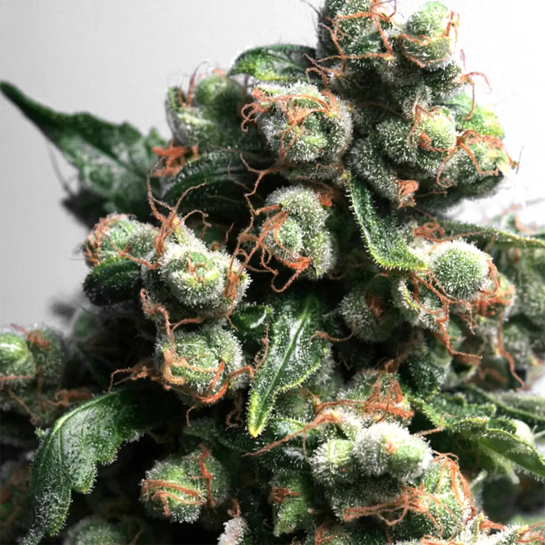 Photo of S.A.G.E. n' Sour trimmed