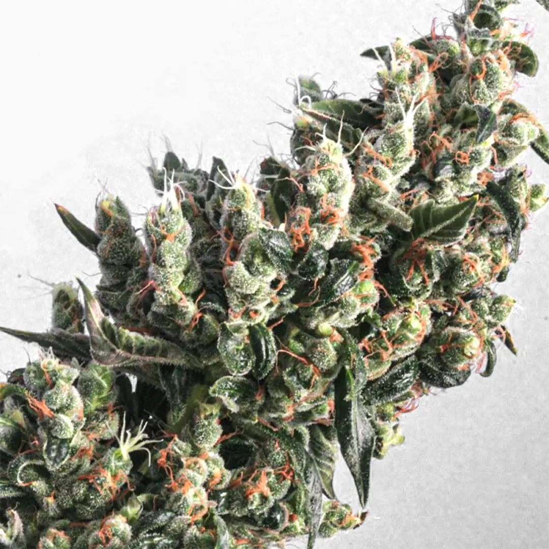 Photo of Kushage trimmed