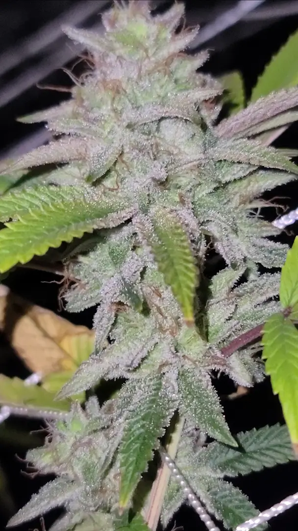 Go to the Bagoda Kush product page