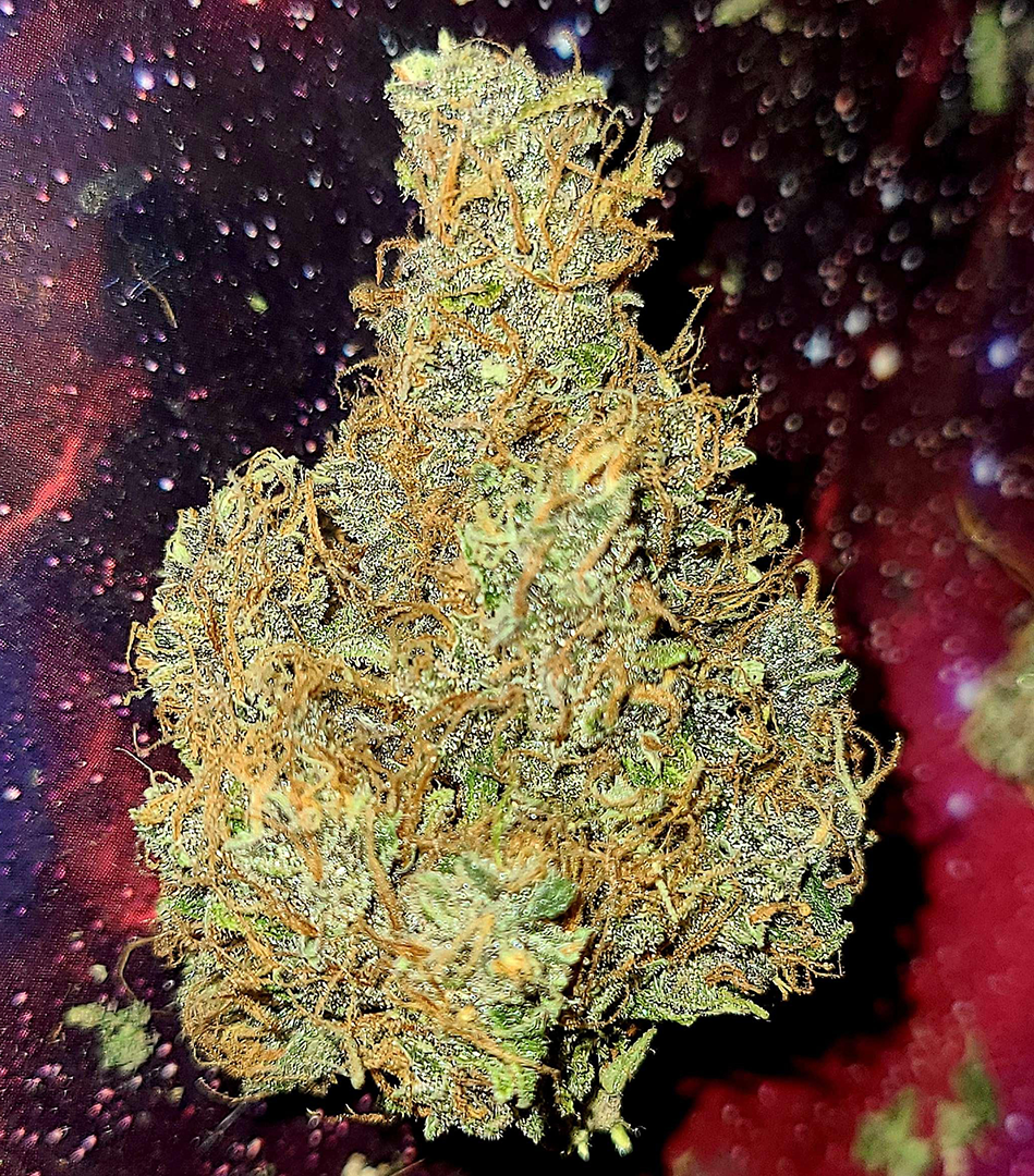 Photo of an Arnold Palmer bud, trimmed